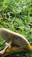 mushroom in the forest