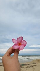 woman hands holding flower on beach