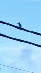 bird on a wire