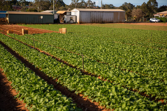 rows of radishes ready to be harvested on a sunny day