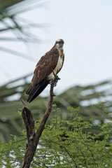 Osprey (Pandion haliaetus)