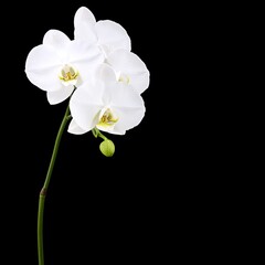 Obraz premium Elegant white orchid flower isolated on black background.