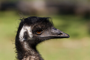 Close-up view of an emu head in profile.
