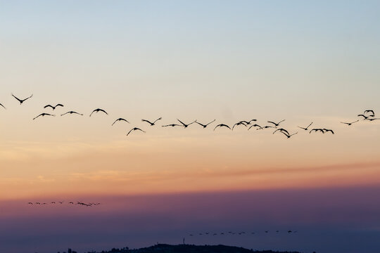 A flock of Sarus Cranes (Antigone antigone) flying at dusk.