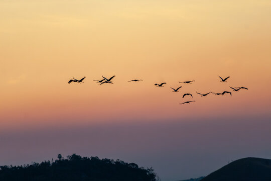 A flock of Sarus Cranes (Antigone antigone) flying at dusk.