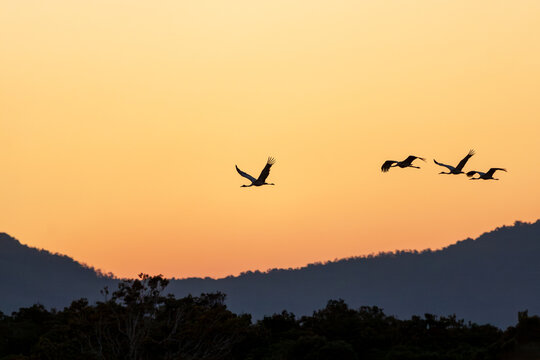 A flock of four Sarus Cranes (Antigone antigone) flying at dusk.