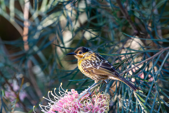 Macleay's Honeyeater (Xanthotis macleayanus) on grevillea plant.