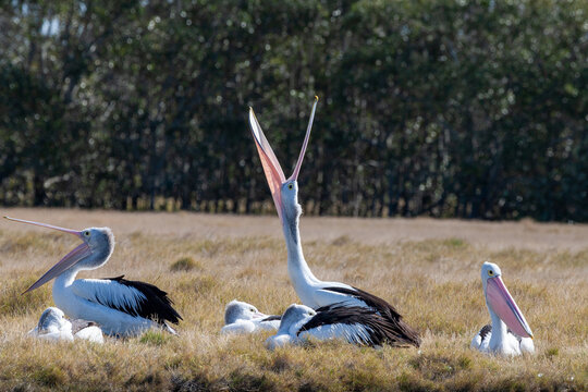 Australian pelicans (Pelecanus conspicillatus) resting beside the Clarence River.