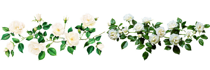 Obraz premium Set of white rose bushes with green leaves, isolated on a transparent background.