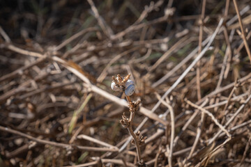 small snails climbed on a dried bush. dry herbs on the background.