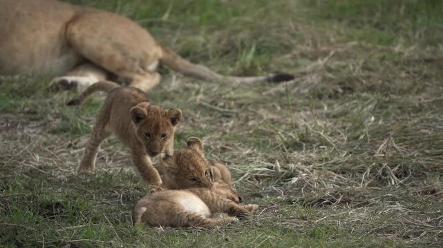 Slow motion shot of three lion cubs playing besides their mother lioness in African savannah