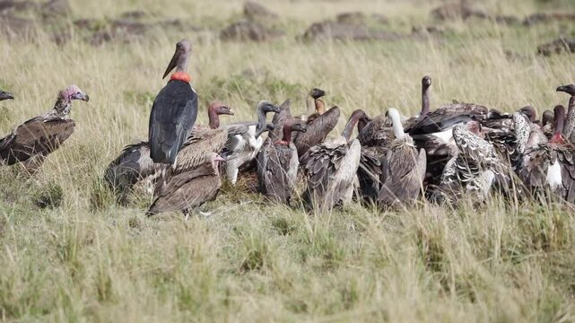 Dramatic slow motion shot of a scavengers Marabou stork and white backed vultures feeing frenzy on a carcass in the African savannah Masai mara