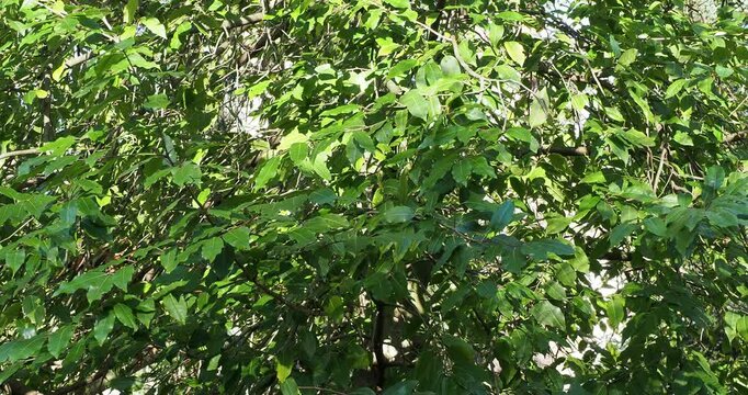 Laurus nobilis | Laurel - True laurel - Bay tree - Sweet bay - Grecian laurel -  Royal bay - Poet's laurel. Aromatic ornamental shrub with dense glossy green wavy foliage 