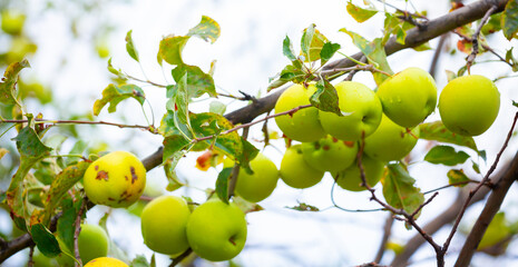 Harvest of apples on a plantation in the garden. Fruit trees with apples. Ripe fruits on the branches of a tree. Gardening in agriculture.