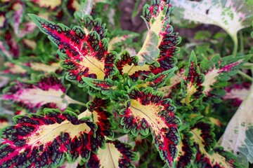 Background texture of coleus leaves. Close-up of colorful coleus. 