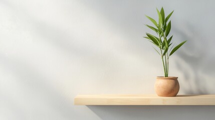 Fototapeta premium A plant is sitting on a shelf in front of a white wall