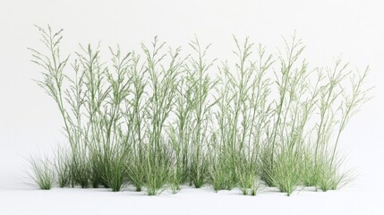 Fototapeta premium Nassella Tenuissima Grass Bush in 3D Isolated on White Background - Digital Plant Render
