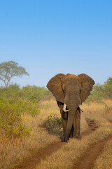 éléphant sur un chemin de terre du parc Kruger en Afrique du Sud