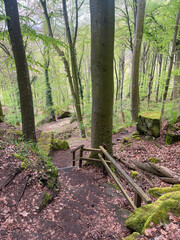 Dirt path in the forest between trees, dry leaves and rocks in the Mullerthal region in Luxembourg