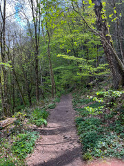 Dirt path in the forest between trees, dry leaves and rocks in the Mullerthal region in Luxembourg