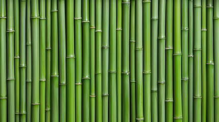 Fototapeta premium bamboo forest in japan. A vibrant wall of green bamboo stalks, showcasing their natural texture and arrangement in a seamless pattern.