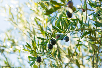 オリーブの実がなるオリーブの木