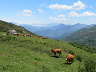 beautiful natural landscape vegetation animals mountains sky