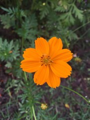 orange flower with dew drops