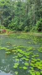 lake in the forest