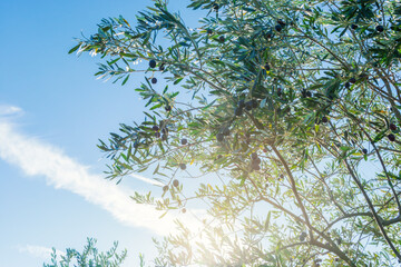 青空に映えるオリーブの木、オーガニック農園。