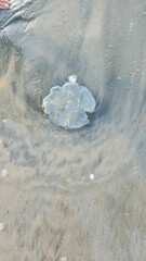 jellyfish in a water