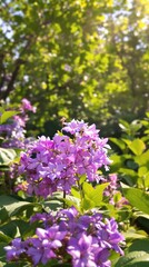 Obraz premium A cluster of purple flowers in a garden setting with sunlight filtering through the leaves, greenery, sunlit garden