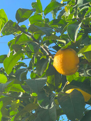 Lush green leaves and ripe, juicy lemons hanging beautifully from a tree against a bright, vivid blue sky