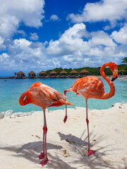 Flamingos basking in the sun by the serene tropical lagoon under a bright blue sky