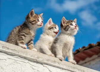 Adorable Kittens on Terrace Against Blue Sky - Cute Pet Portraits for Animal Lovers, Captivating Feline Characters, Perfect for Cat Enthusiasts and Pet Photography Lovers