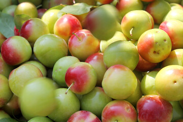 Green and red plums. Fruit background.