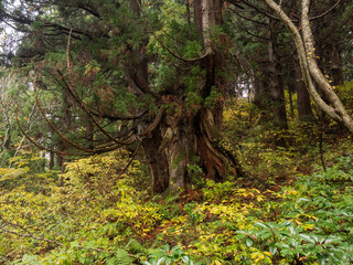 佐渡島の天然杉　金剛杉