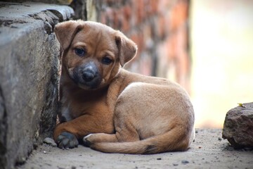 A close zoom in shot of a cute brown coloured puppy