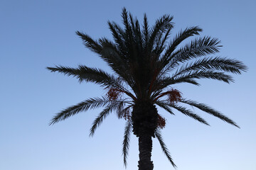 Palm tree in the park