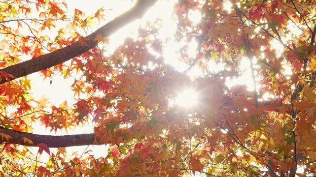 Autumn leaves and sunlight filtering through the trees, beautiful autumn scenery