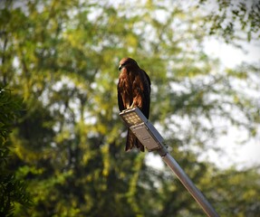 A close up shot of a Black kite sitting on a street lamp