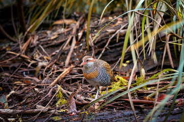 Obraz premium bird on the grass