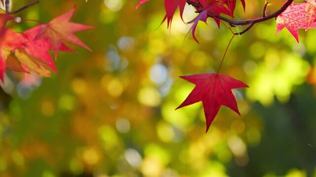 Beautifully dyed maple trees in red, a typical autumnal scene