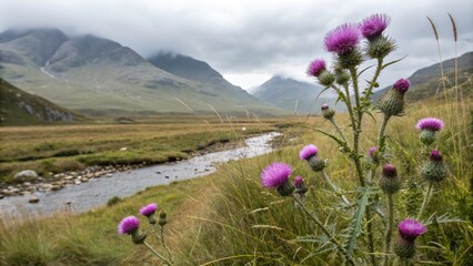 Obraz premium Stunning Macro Photography of Purple Thistle Blooms in Scottish Highlands with Rugged Hills and Misty Skies