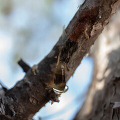 Gota de salvia en tronco de árbol.