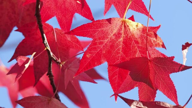 Beautifully dyed maple trees in red, a typical autumnal scene