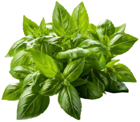 transparency ingredient thai basil kaprao spice food ingredient