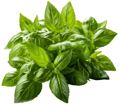 transparency ingredient thai basil kaprao spice food ingredient