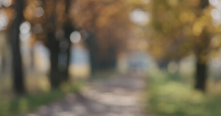 Bokeh blurred background of autumn oak alley on sunny morning