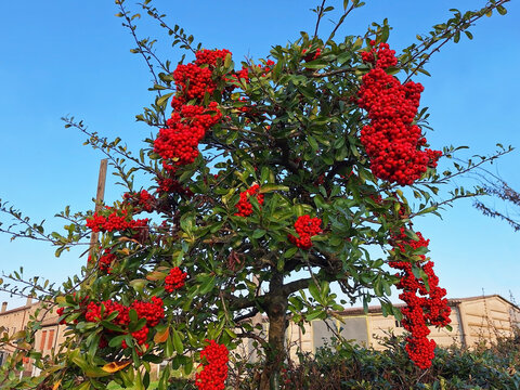 A cotoneaster or pyracantha tree with red berries grows near the road.